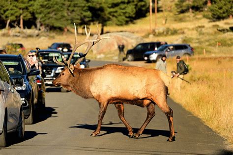 How close is too close when it come to elk-watching in Estes Park?